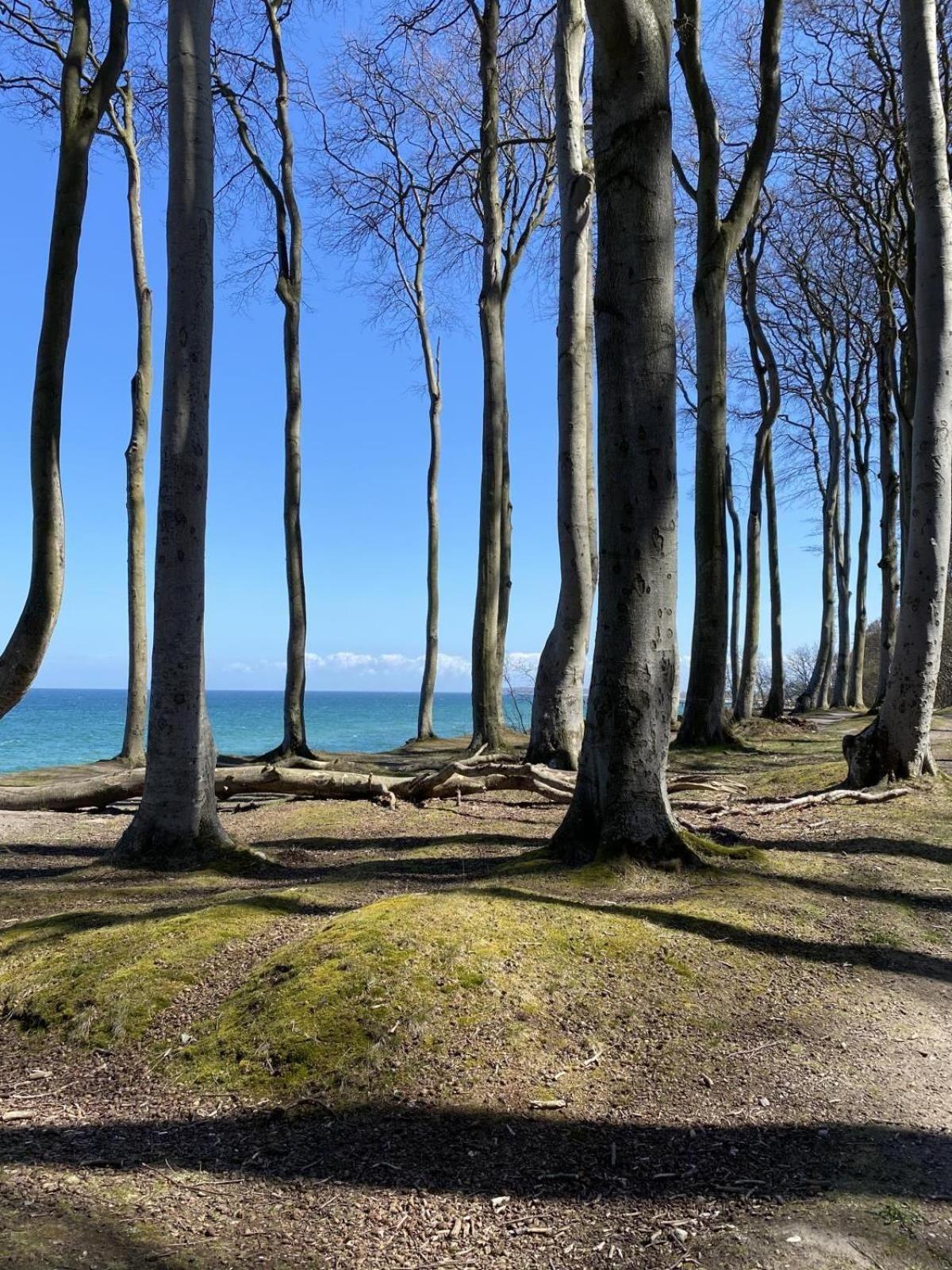 Charmantes Wohnen über den Dächern von Kühlungsborn Exterior foto